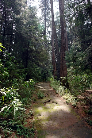 Desierto de los Leones, Cuajimalpa, M�xico. Foto: Paco Calder�n (2009)